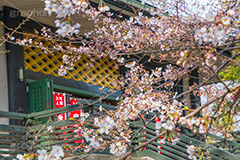 桜の咲き始めた浄真寺,桜,さくら,花,花見,フラワー,浄真寺,九品仏浄真寺,九品仏,奥沢,自由が丘,阿弥陀如来像,寺,文化財,指定文化財,お面かぶり,世田谷区,temple,flower,blossom,japan,お花見,花,お花,フラワー,はな