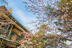 桜の咲き始めた浄真寺,桜,さくら,花,花見,フラワー,浄真寺,九品仏浄真寺,九品仏,奥沢,自由が丘,阿弥陀如来像,寺,文化財,指定文化財,お面かぶり,世田谷区,temple,flower,blossom,japan,お花見,花,お花,フラワー,はな