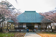 桜の咲き始めた浄真寺,桜,さくら,花,花見,フラワー,浄真寺,九品仏浄真寺,九品仏,奥沢,自由が丘,阿弥陀如来像,寺,文化財,指定文化財,お面かぶり,世田谷区,temple,flower,blossom,japan,お花見,花,お花,フラワー,はな