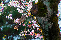 桜を突くヒヨドリ,突く,ヒヨドリ,鳥,野鳥,野生,桜,さくら,サクラ,花見,お花見,花,お花,フラワー,はな,綺麗,きれい,キレイ,満開,咲,春,blossom,japan,flower