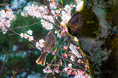 桜を突くヒヨドリ,突く,ヒヨドリ,鳥,野鳥,野生,桜,さくら,サクラ,花見,お花見,花,お花,フラワー,はな,綺麗,きれい,キレイ,満開,咲,春,blossom,japan,flower