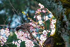 桜を突くヒヨドリ,突く,ヒヨドリ,鳥,野鳥,野生,桜,さくら,サクラ,花見,お花見,花,お花,フラワー,はな,綺麗,きれい,キレイ,満開,咲,春,blossom,japan,flower