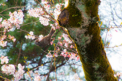 桜を突くヒヨドリ,突く,ヒヨドリ,鳥,野鳥,野生,桜,さくら,サクラ,花見,お花見,花,お花,フラワー,はな,綺麗,きれい,キレイ,満開,咲,春,blossom,japan,flower