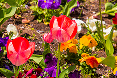 春の花壇,花壇,花畑,花,お花,フラワー,はな,flower,spring,咲,春,花弁,綺麗,きれい,キレイ