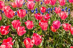 チューリップ,ちゅーりっぷ,チューリップ畑,花,お花,フラワー,はな,flower,花畑,花壇,キレイ,きれい,綺麗,満開,咲,咲いた,さいた,春,tulip,spring