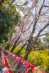 千躰子育地蔵尊,増上寺,芝公園,浄土宗,地蔵,お地蔵さん,子育て,安産,子供,こども,祈願,頭巾,赤い頭巾,風車,並ぶ,多い,大量,寺院,寺,参拝,重要文化財,文化財,港区,japan,temple