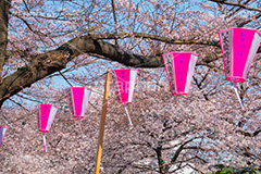 目黒川桜まつり,桜,ソメイヨシノ,そめいよしの,さくら,サクラ,桜まつり,花見,お花見,花,お花,フラワー,はな,flower,花より団子,綺麗,きれい,キレイ,満開,咲,春,中目黒,目黒区,目黒川,blossom,japan