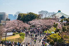 お花見で賑わう九段下,賑わう,人混み,混雑,牛ヶ淵の桜,武道館,九段下,牛ヶ淵,桜,ソメイヨシノ,オオシマザクラ,さくら,サクラ,桜まつり,花見,お花見,花,お花,フラワー,はな,flower,japan,blossom,咲,春,千代田区,オリンピック,olympic