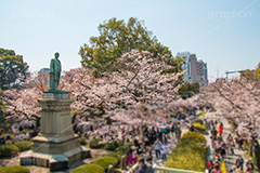 お花見で賑わう九段下,賑わう,人混み,混雑,牛ヶ淵の桜,武道館,九段下,牛ヶ淵,桜,ソメイヨシノ,オオシマザクラ,さくら,サクラ,桜まつり,花見,お花見,花,お花,フラワー,はな,flower,japan,blossom,咲,春,千代田区