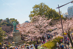 お花見で賑わう九段下,賑わう,人混み,混雑,牛ヶ淵の桜,武道館,九段下,牛ヶ淵,桜,ソメイヨシノ,オオシマザクラ,さくら,サクラ,桜まつり,花見,お花見,花,お花,フラワー,はな,flower,japan,blossom,咲,春,千代田区