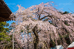 増上寺の枝垂桜,増上寺,寺,枝垂桜,枝垂れ,桜,さくら,サクラ,花見,お花見,境内,行事,花,お花,フラワー,はな,flower,花まつり,祭り,まつり,綺麗,きれい,キレイ,満開,咲,春,芝公園,港区,blossom,japan,temple