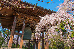 増上寺の枝垂桜,増上寺,寺,枝垂桜,枝垂れ,桜,さくら,サクラ,花見,お花見,境内,行事,花,お花,フラワー,はな,flower,花まつり,祭り,まつり,綺麗,きれい,キレイ,満開,咲,春,芝公園,港区,blossom,japan,temple