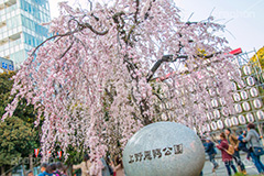 上野公園の枝垂桜,上野公園,上野恩賜公園,台東区,枝垂桜,枝垂れ,公園,入り口,桜まつり,まつり,祭り,桜,さくら,サクラ,花見,お花見,花,お花,フラワー,はな,flower,綺麗,きれい,キレイ,満開,咲,春,blossom,japan