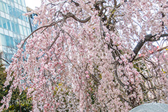 上野公園の枝垂桜,上野公園,上野恩賜公園,台東区,枝垂桜,枝垂れ,公園,入り口,桜まつり,まつり,祭り,桜,さくら,サクラ,花見,お花見,花,お花,フラワー,はな,flower,綺麗,きれい,キレイ,満開,咲,春,blossom,japan