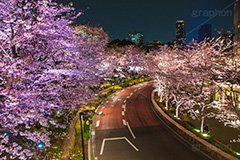 ミッドタウンの桜ライトアップ,ミッドタウン,Tokyo Midtown,赤坂,複合施設,ショッピング,買い物,六本木,ライトアップ,桜,さくら,サクラ,花見,お花見,花,お花,フラワー,はな,flower,綺麗,きれい,キレイ,満開,咲,春,blossom,japan,shopping