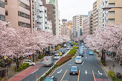 明治通りの桜並木,恵比寿,明治通り,桜,さくら,サクラ,花見,お花見,花,お花,フラワー,はな,flower,綺麗,きれい,キレイ,満開,咲,春,blossom,japan,通り,道,道路,並木,渋谷区,広尾