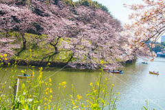 牛ヶ淵の桜,武道館,九段下,牛ヶ淵,桜,お堀,池,ボート,ソメイヨシノ,オオシマザクラ,さくら,サクラ,桜まつり,花見,お花見,花,お花,フラワー,はな,flower,花より団子,綺麗,きれい,キレイ,満開,咲,祭り,まつり,春,千代田区,blossom,japan,boat