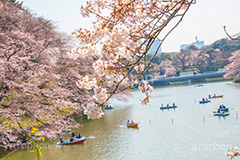 牛ヶ淵の桜,武道館,九段下,牛ヶ淵,桜,お堀,池,ボート,ソメイヨシノ,オオシマザクラ,さくら,サクラ,桜まつり,花見,お花見,花,お花,フラワー,はな,flower,花より団子,綺麗,きれい,キレイ,満開,咲,祭り,まつり,春,千代田区,blossom,japan,boat