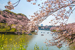 牛ヶ淵の桜,武道館,九段下,牛ヶ淵,桜,お堀,池,ボート,ソメイヨシノ,オオシマザクラ,さくら,サクラ,桜まつり,花見,お花見,花,お花,フラワー,はな,flower,花より団子,綺麗,きれい,キレイ,満開,咲,祭り,まつり,春,千代田区,blossom,japan,boat