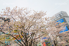 渋谷の桜,桜,ソメイヨシノ,そめいよしの,さくら,サクラ,花見,お花見,花,お花,フラワー,はな,flower,渋谷,しぶや,春,スクランブル交差点,交差点,ハチ公,駅前,shibuya,blossom,japan