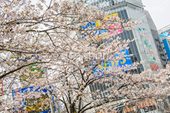 渋谷の桜,桜,ソメイヨシノ,そめいよしの,さくら,サクラ,花見,お花見,花,お花,フラワー,はな,flower,渋谷,しぶや,春,スクランブル交差点,交差点,ハチ公,駅前,shibuya,blossom,japan