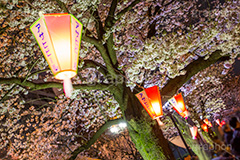 隅田公園の桜ライトアップ,隅田公園,隅田川,台東区,ライトアップ,夜,桜,ソメイヨシノ,そめいよしの,桜まつり,まつり,祭り,さくら,サクラ,花見,お花見,花,お花,フラワー,はな,浅草,春,提灯,ちょうちん,ぼんぼり,asakusa,flower,blossom,japan