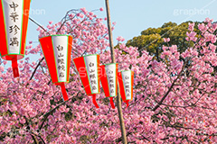 上野公園の桜まつり,上野公園,上野恩賜公園,台東区,公園,桜まつり,まつり,祭り,桜,さくら,サクラ,花見,お花見,花,お花,フラワー,はな,flower,綺麗,きれい,キレイ,満開,咲,春,blossom,japan