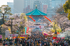 桜まつりで賑わう上野公園,賑わう,人混み,混雑,上野公園,上野恩賜公園,台東区,公園,桜まつり,まつり,祭り,桜,さくら,サクラ,花見,お花見,花,お花,フラワー,はな,flower,綺麗,きれい,キレイ,満開,咲,春,blossom,japan