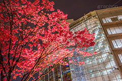 六本木ヒルズの桜,六本木,ヒルズ,六本木ヒルズ,Roppongi Hills,森ビル,森タワー,商業施設,複合施設,買い物,ショッピング,ライトアップ,桜,さくら,サクラ,花見,お花見,花,お花,フラワー,はな,flower,綺麗,きれい,キレイ,満開,咲,春,blossom,japan,shopping