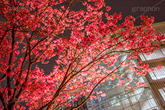 六本木ヒルズの桜,六本木,ヒルズ,六本木ヒルズ,Roppongi Hills,森ビル,森タワー,商業施設,複合施設,買い物,ショッピング,ライトアップ,桜,さくら,サクラ,花見,お花見,花,お花,フラワー,はな,flower,綺麗,きれい,キレイ,満開,咲,春,blossom,japan,shopping