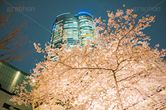 六本木ヒルズの桜,六本木,ヒルズ,六本木ヒルズ,Roppongi Hills,森ビル,森タワー,商業施設,複合施設,買い物,ショッピング,ライトアップ,桜,さくら,サクラ,花見,お花見,花,お花,フラワー,はな,flower,綺麗,きれい,キレイ,満開,咲,春,blossom,japan,shopping