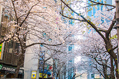 八重洲の桜通り,桜通り,東京駅,八重洲,駅前,桜,さくら,サクラ,花見,お花見,花,お花,フラワー,はな,flower,綺麗,きれい,キレイ,満開,咲,春,blossom,japan,shopping,買い物,ショッピング,商店街