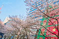 八重洲の桜通り,桜通り,東京駅,八重洲,駅前,桜,さくら,サクラ,花見,お花見,花,お花,フラワー,はな,flower,綺麗,きれい,キレイ,満開,咲,春,blossom,japan,shopping,買い物,ショッピング,商店街