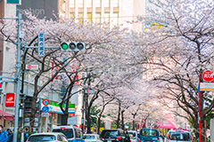 八重洲の桜通り,桜通り,東京駅,八重洲,駅前,桜,さくら,サクラ,花見,お花見,花,お花,フラワー,はな,flower,綺麗,きれい,キレイ,満開,咲,春,blossom,japan,shopping,買い物,ショッピング,商店街