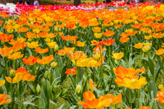 チューリップ,ちゅーりっぷ,チューリップ畑,花,お花,フラワー,はな,flower,花畑,キレイ,きれい,綺麗,満開,咲,咲いた,さいた,春,tulip,spring