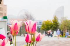 春のみなとみらい,象の鼻パーク,公園,みなとみらい,横浜港,横浜,神奈川県,春チューリップ,tulip,flower,spring,park,花壇,ヨコハマ グランド インターコンチネンタル ホテル,観覧車,ベイサイド