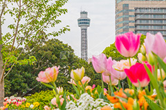 横浜マリンタワーとチューリップ,チューリップ,花,フラワー,flower,tulip,花壇,タワー,マリンタワー,横浜港,シンボル,山下公園,灯台,恋人の聖地,横浜,みなとみらい,モニュメント,塔,神奈川県,ベイサイド