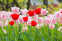 チューリップ,ちゅーりっぷ,チューリップ畑,花,お花,フラワー,はな,flower,花畑,キレイ,きれい,綺麗,満開,咲,咲いた,さいた,春,tulip,spring