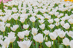 チューリップ,ちゅーりっぷ,チューリップ畑,花,お花,フラワー,はな,flower,花畑,キレイ,きれい,綺麗,満開,咲,咲いた,さいた,春,tulip,spring