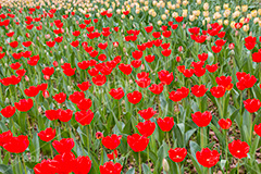 チューリップ,ちゅーりっぷ,チューリップ畑,花,お花,フラワー,はな,flower,花畑,キレイ,きれい,綺麗,満開,咲,咲いた,さいた,春,tulip,spring