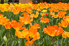 チューリップ,ちゅーりっぷ,チューリップ畑,花,お花,フラワー,はな,flower,花畑,キレイ,きれい,綺麗,満開,咲,咲いた,さいた,春,tulip,spring