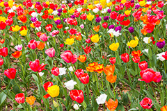 チューリップ,ちゅーりっぷ,チューリップ畑,花,お花,フラワー,はな,flower,花畑,キレイ,きれい,綺麗,満開,咲,咲いた,さいた,春,tulip,spring