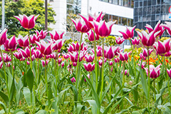 チューリップ,ちゅーりっぷ,チューリップ畑,花,お花,フラワー,はな,flower,花畑,キレイ,きれい,綺麗,満開,咲,咲いた,さいた,春,tulip,spring