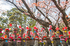 千躰子育地蔵尊,増上寺,芝公園,浄土宗,地蔵,お地蔵さん,子育て,安産,子供,こども,祈願,頭巾,赤い頭巾,風車,並ぶ,多い,大量,寺院,寺,参拝,重要文化財,文化財,港区,japan,temple,桜,さくら,和