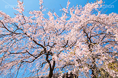 増上寺の枝垂桜,増上寺,寺,枝垂桜,枝垂れ,桜,さくら,サクラ,花見,お花見,境内,行事,花,お花,フラワー,はな,flower,花まつり,祭り,まつり,綺麗,きれい,キレイ,満開,咲,春,芝公園,港区,blossom,japan,temple