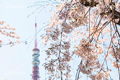 増上寺の枝垂桜,増上寺,寺,枝垂桜,枝垂れ,桜,さくら,サクラ,花見,お花見,境内,行事,花,お花,フラワー,はな,flower,花まつり,祭り,まつり,綺麗,きれい,キレイ,満開,咲,春,芝公園,港区,blossom,japan,temple