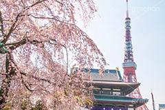 増上寺の枝垂桜,増上寺,寺,枝垂桜,枝垂れ,桜,さくら,サクラ,花見,お花見,境内,行事,花,お花,フラワー,はな,flower,花まつり,祭り,まつり,綺麗,きれい,キレイ,満開,咲,春,芝公園,港区,blossom,japan,temple