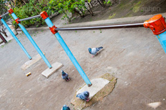 公園の鉄棒,公園,こうえん,鉄棒,てつぼう,遊び,遊具,パーク,park,鳩,はと,野鳥