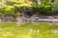 横浜公園の日本庭園,日本庭園,庭園,横浜,公園,神奈川,滝,池,park