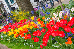 春の日本大通り,横浜,神奈川,flower,spring,tulip,花壇,花畑,日本大通り,春,通り,歩道,チューリップ